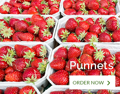 Promo_Punnets
