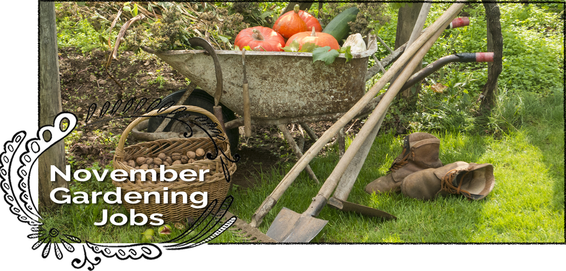 Gardening In November