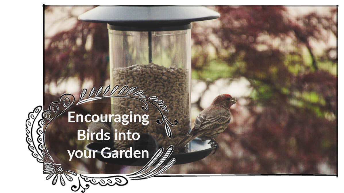 Bird Care