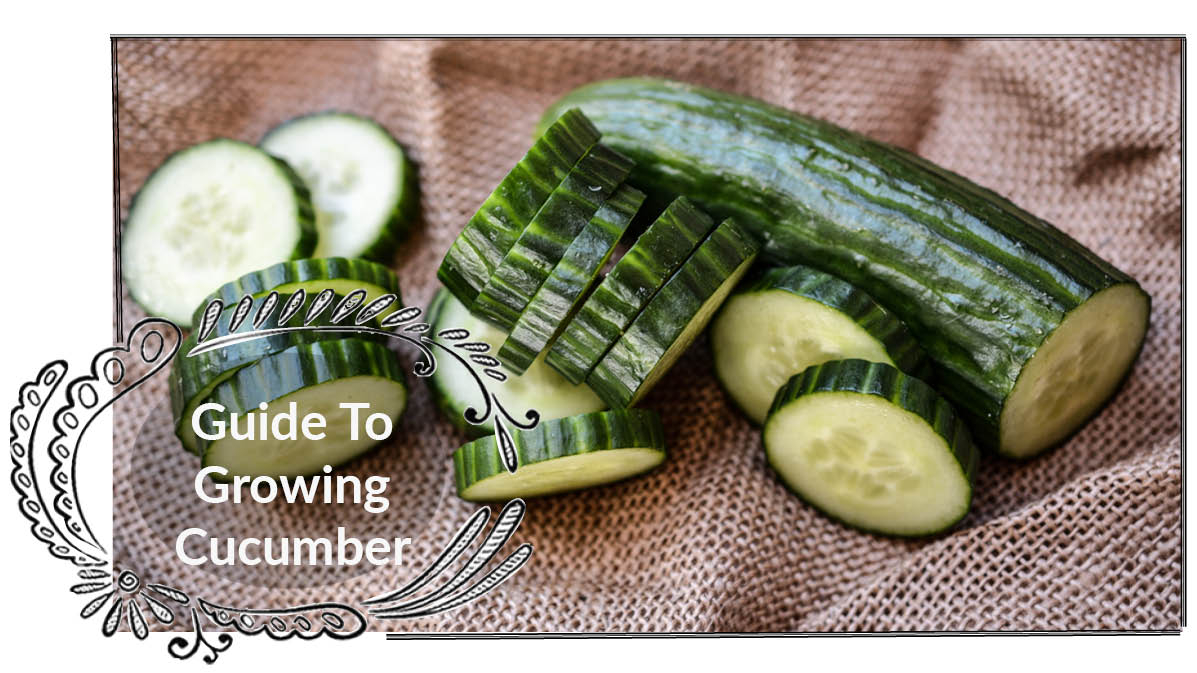 Growing Cucumbers