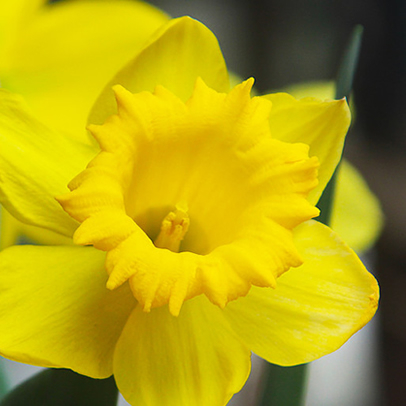 Daffodil