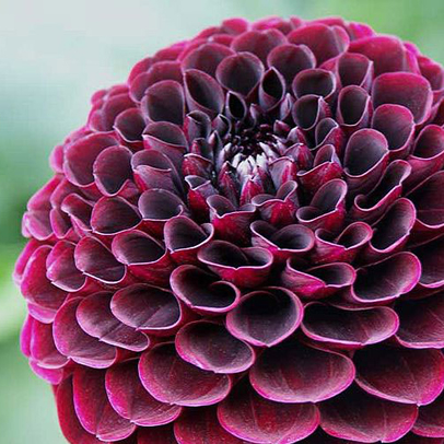 Dahlia