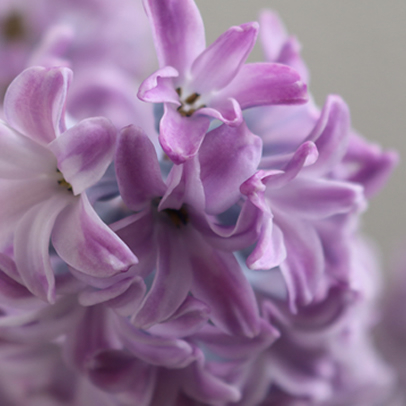 Hyacinth