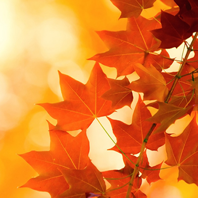 Autumn Leaves