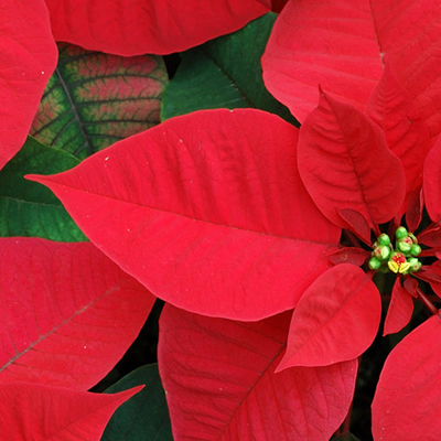 Poinsettia