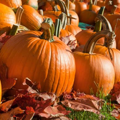 Pumpkin Patch