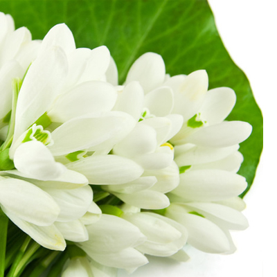 Snowdrop
