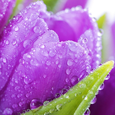 Tulip