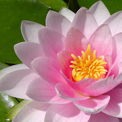 Waterlily