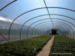 BPI Lumisol Diffused Polysheet 7.3 x 27m x 180mu