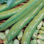 Aquadulce Broad Bean Seed