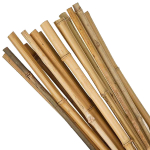 Canes 5ft (28/32)