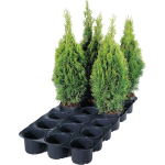 Supertray 18 Cell