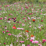 Blush Wildflower Seed Mix