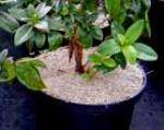 Engrow Pot Topper 2L
