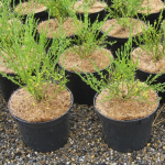 Engrow Pot Topper 1L