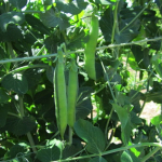 Pea Seed Alderman