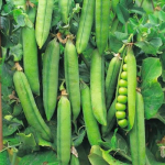 Pea Seed Onward