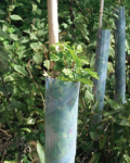 Biodegradable Spiral Tree Guards 45cm