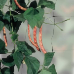 Pea & Bean Netting 2m x 11m