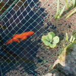 Plant Protection Net 4 x 8m