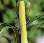 Galvanised Plant Rings (100)