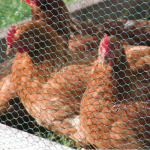 PVC Coated Wire Netting (25mm) 0.9m x 10m