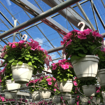 Hanging Pot 23cm with Hanger White