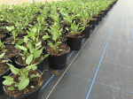 Permatex Premium Groundcover 3.3 x 100m