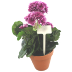 Angled Head Display Label 16cm - White