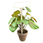 Angled Head Display Label 27cm - White