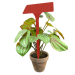 Angled Head Display Label 38cm - Red