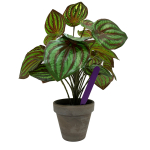 Pot Labels 10cm - Purple