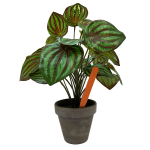 Pot Labels 12.5cm - Orange