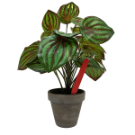 Pot Labels 12.5cm - Red