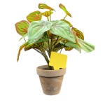 Flat Head Display 'T' Labels 6.5cm - Yellow