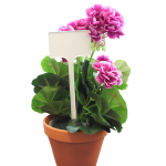 Flat Head Display 'T' Labels 20cm - White