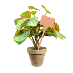 Flat Head Display 'T' Labels 15cm - Pink