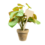 Flat Head Display 'T' Labels 15cm - Beige
