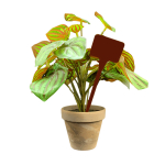 Flat Head Display 'T' Labels 15cm - Brown