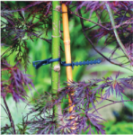 Double Adjustable Plant Tie - 20cm