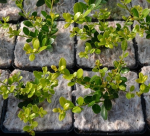 Yulgro Pot Topper 2L Square Round