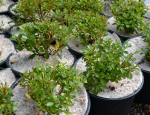 Yulgro Pot Topper 10L
