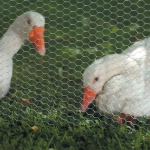 Galvanised Wire Netting 1.2 x 50m
