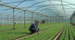 Sterilite Superthermic Polytunnel Cover 7.3m x 25m