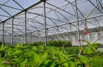 Sunmaster Superthermic Polytunnel Cover 9.2m x 50m