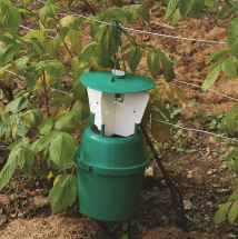 Raspberry Beetle Trap