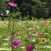 Skyscraper Wildflower Seed Mix