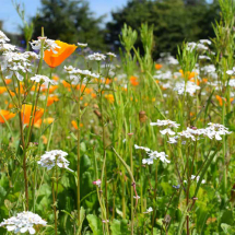 Biodiversity Wildflower Seed Mix