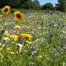 Honey Bee & Butterfly Wildflower Seed Mix